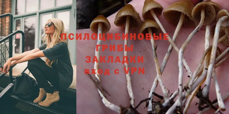 Галлюциногенные грибы MAGIC MUSHROOMS  что такое   Тосно 